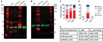 The Effects of Terminal Tagging on Homomeric Interactions of the Sigma 1 Receptor